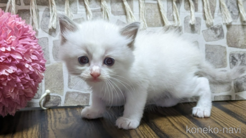 成約済の茨城県のラグドール-65726の1枚目