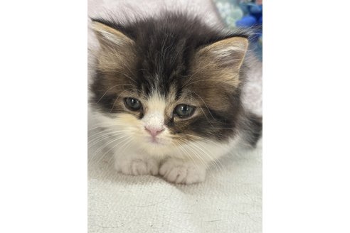 販売中の長野県のスコティッシュフォールド-63179