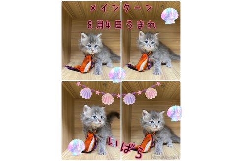 成約済の宮崎県のメインクーン-65745の2枚目