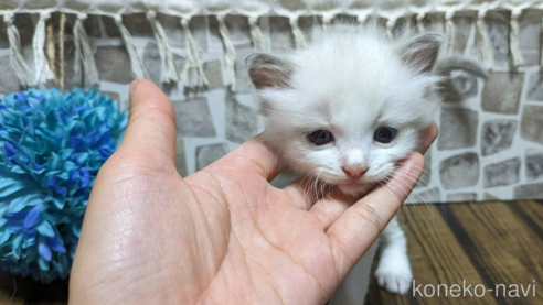 成約済の茨城県のラグドール-65727の6枚目