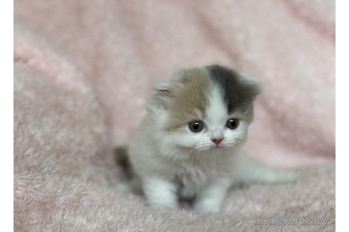 成約済の三重県のスコティッシュフォールド(折れ耳)-65789の2枚目