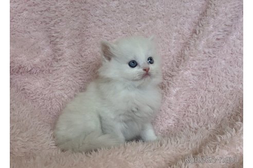 成約済の三重県のスコティッシュフォールド-65791の2枚目