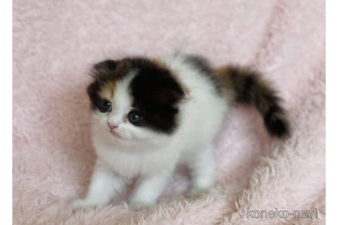 成約済の三重県のスコティッシュフォールド(折れ耳)-65793の4枚目
