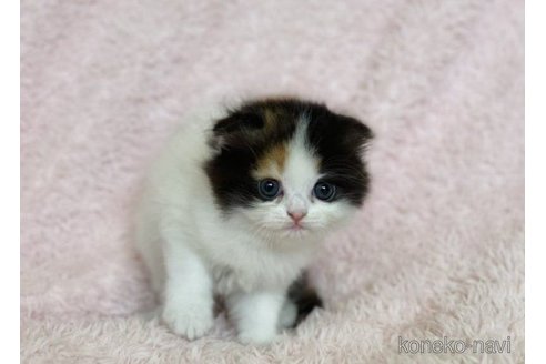 成約済の三重県のスコティッシュフォールド(折れ耳)-65793の5枚目
