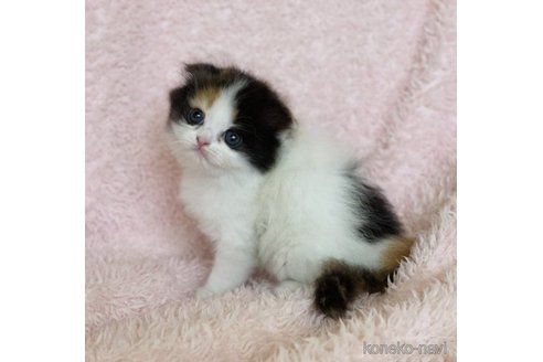 成約済の三重県のスコティッシュフォールド(折れ耳)-65793の2枚目