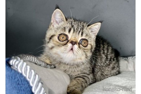 販売中の千葉県のエキゾチックショートヘア-65875