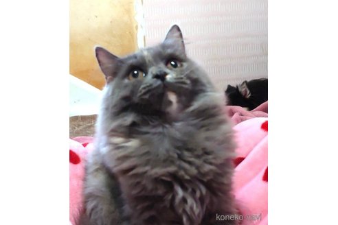 成約済の愛知県のミヌエット-65968の2枚目