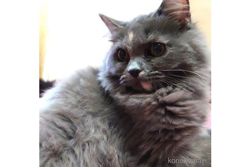 成約済の愛知県のミヌエット-65968の3枚目