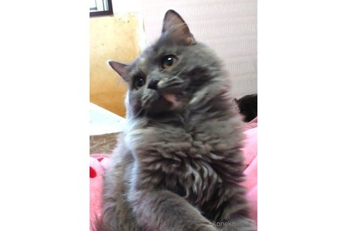 成約済の愛知県のミヌエット-65968の5枚目