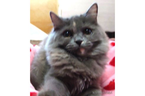 成約済の愛知県のミヌエット-65968の1枚目