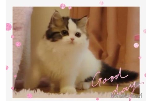 成約済の愛媛県のミヌエット-66045の2枚目