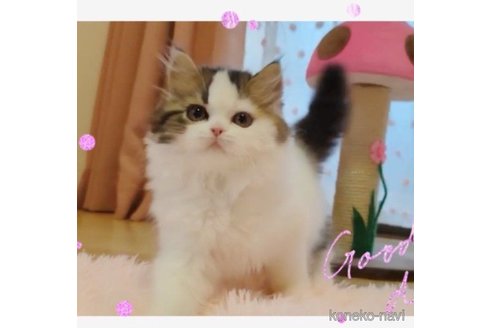 成約済の愛媛県のミヌエット-66045の3枚目