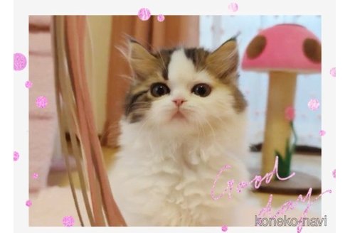 販売中の愛媛県のミヌエット-66045