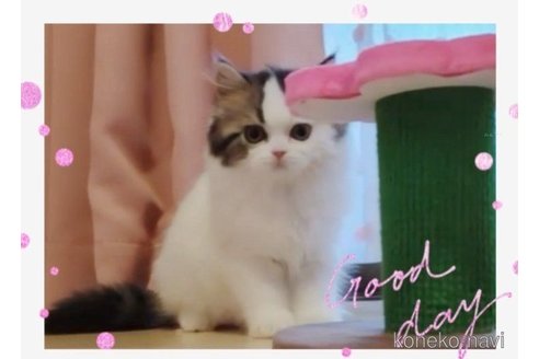 成約済の愛媛県のミヌエット-66045の5枚目