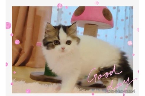 成約済の愛媛県のミヌエット-66045の4枚目