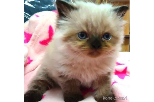 成約済の愛知県のヒマラヤン-66082の1枚目