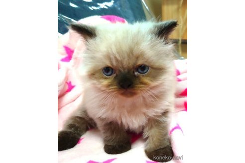 成約済の愛知県のヒマラヤン-66082の2枚目