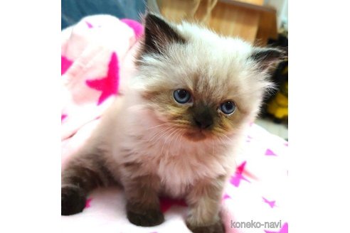 成約済の愛知県のヒマラヤン-66082の3枚目