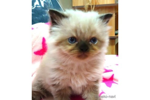 成約済の愛知県のヒマラヤン-66082の4枚目