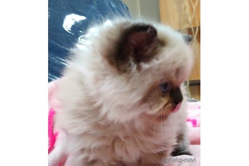 成約済の愛知県のヒマラヤン-66082の5枚目