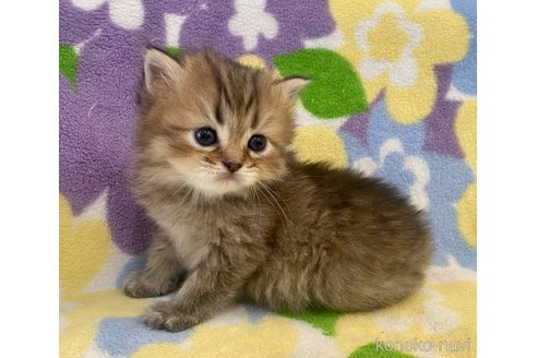 成約済の神奈川県のミヌエット-66095の2枚目