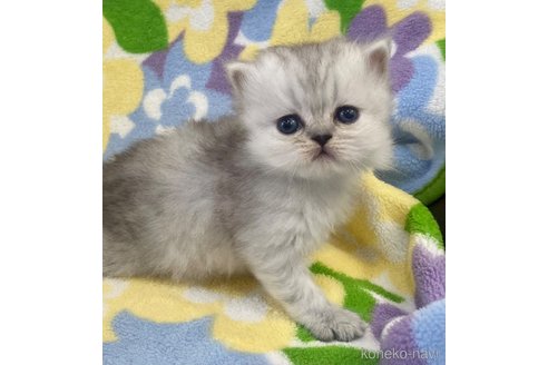 成約済の神奈川県のミヌエット-66096の2枚目