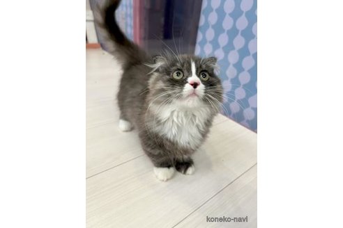 販売中の茨城県のマンチカン(短足)-66106