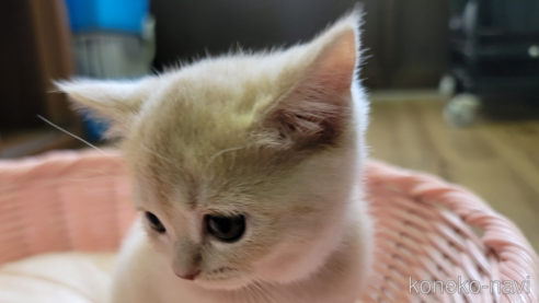成約済の千葉県のスコティッシュフォールド-62516の1枚目