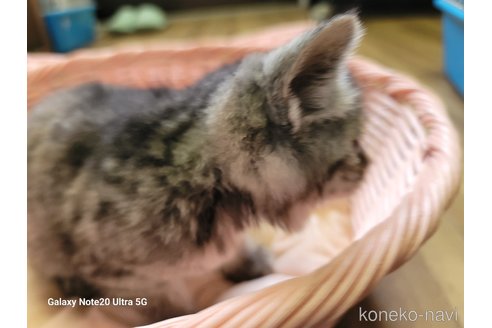 成約済の千葉県のスコティッシュフォールド-62515の2枚目