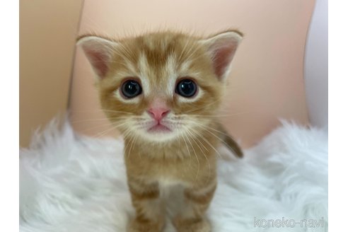 販売中の埼玉県のアメリカンショートヘア-66135