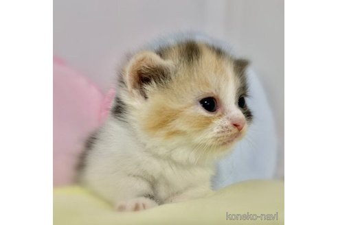 成約済の岐阜県のミヌエット(短足)-66173の4枚目