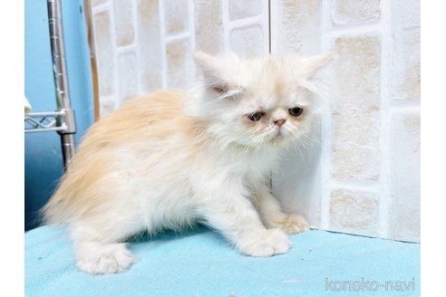 成約済の東京都のエキゾチックショートヘア-66194の13枚目