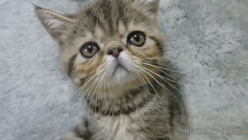 販売中の神奈川県のエキゾチックショートヘア-63115