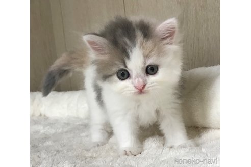 販売中の鹿児島県のサイベリアン-66256