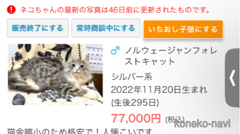 成約済の北海道のノルウェージャンフォレストキャット-66266の1枚目