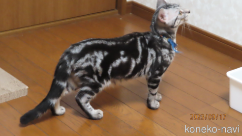 販売中の長野県のアメリカンショートヘア-60553