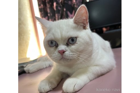 成約済の埼玉県のミックス-46705の3枚目