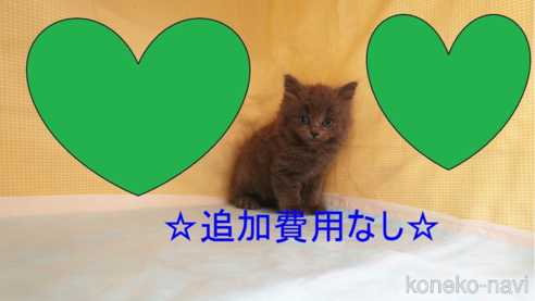 成約済の東京都のマンチカン(短足)-66318の1枚目
