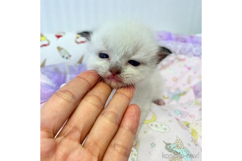 成約済の広島県のラグドール-66398の3枚目