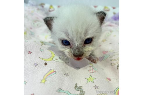 成約済の広島県のラグドール-66399の8枚目