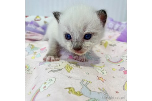 成約済の広島県のラグドール-66399の7枚目