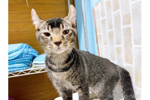 成約済の東京都のアメリカンカール-59697の6枚目