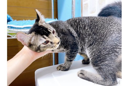 成約済の東京都のアメリカンカール-59697の3枚目