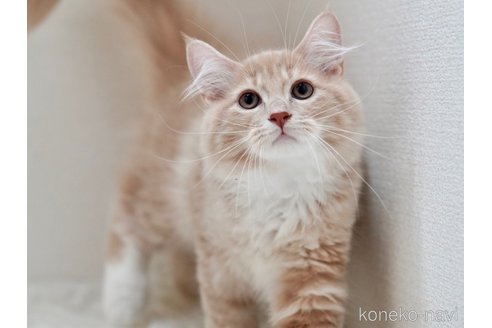 販売中の東京都のサイベリアン-58654