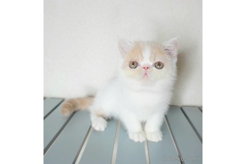 販売中の大阪府のエキゾチックショートヘア-66446