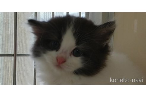成約済の愛知県のスコティッシュフォールド-64286の2枚目