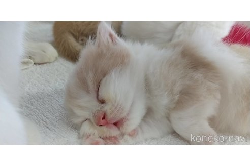 成約済の愛知県のスコティッシュフォールド(折れ耳)-66449の7枚目