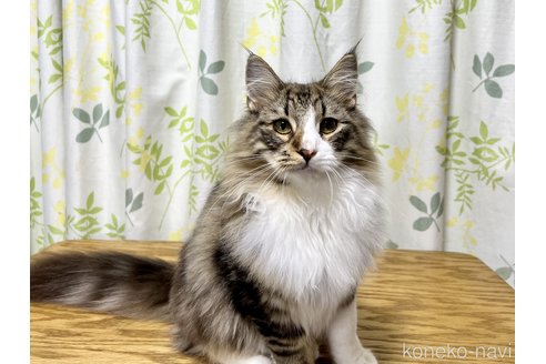 成約済の愛知県のノルウェージャンフォレストキャット-55759の5枚目