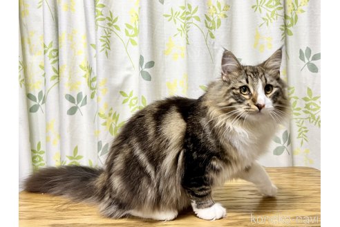 成約済の愛知県のノルウェージャンフォレストキャット-55759の4枚目