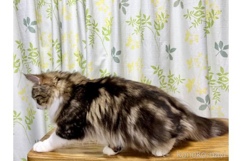 成約済の愛知県のノルウェージャンフォレストキャット-55759の3枚目